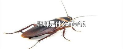 ​蟑螂什么样的 蟑螂是什么的