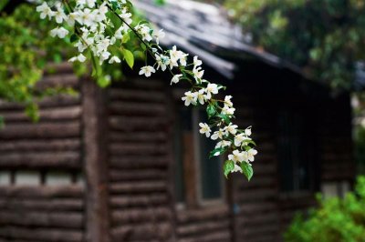 ​偷来梨蕊三分白，借得梅花一缕魂--白海棠16图