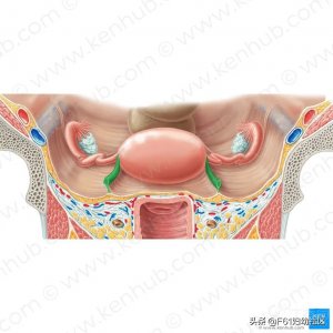 ​女性生殖系统解剖结构（子宫圆韧带）